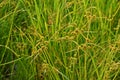 Sedges, weed in rice field