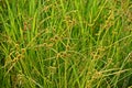 Sedges, weed in rice field