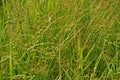 Sedges, weed in rice field