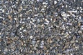 Sediment stone shells beach Royalty Free Stock Photo