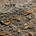 Of a sedimentary rock with a rough textured surface featuring small Royalty Free Stock Photo