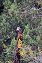 Sedona, Arizona, USA: A GambelÃ¢â¬â¢s quail