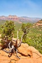 Sedona Red Rocks and Resilient Tree Overlook