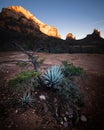 Sedona Sunset and Agave Plant Royalty Free Stock Photo