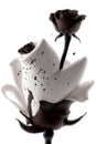 Sweetness: A Chocolate and Cream Rose embraced in a hug of Seduction