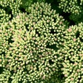 Sedum