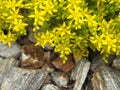 Sedum acre - goldmoss stonecrop, mossy stonecrop