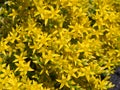 Sedum acre - goldmoss stonecrop, mossy stonecrop