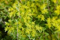 Sedum acre or Goldmoss stonecrop, Mossy stonecrop, Goldmoss sedum.