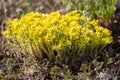Sedum acre - goldmoss stonecrop, mossy stonecrop