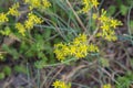 Sedum acre, goldmoss stonecrop yellow flowers