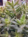 Sedum adolphii, coppertone stonecrop and golden Sedum, is a species of succulent plant in the family Crassulaceae from under