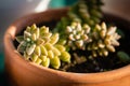 Sedum adolphii flowerpot terracotta warm glow golden hour close up succulent