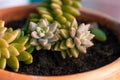 Sedum adolphii flowerpot terracotta warm glow golden hour close up succulent