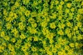 Sedum aizoon Royalty Free Stock Photo