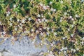 Sedum album flowers on the rocks in the garden