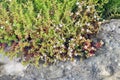 Sedum album flowers on the rocks in the garden