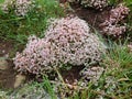 Sedum Album White Stonecrop