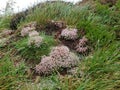 Sedum Album White Stonecrop