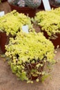 Sedum allantoides goldii in vases Royalty Free Stock Photo