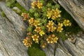 The Sedum alpestre blossom in nature. Close-up