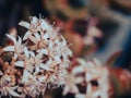 âSedum anglicumâ Royalty Free Stock Photo