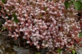 Sedum anglicum or english stonecrop flowering succulent plant Royalty Free Stock Photo