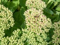 Sedum Autumn Joy flower Royalty Free Stock Photo