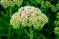 Sedum Autumn Joy flower in the garden Royalty Free Stock Photo