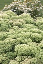 Sedum - Autumn Joy Royalty Free Stock Photo