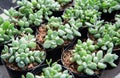 Sedum burrito Baby Burro`s Tail The sapling of a succulent plant is grown in a pot in a nursery