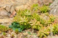 Sedum burrito Moran, Sedum rubrotinctum R.T.Clausen