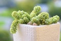 Sedum burrito succulents cactus plant.