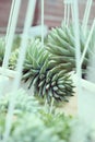 Sedum burro tail in flower garden