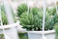 Sedum burro tail in flower garden