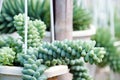 Sedum burro tail in flower garden