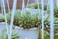 Sedum burro tail in flower garden