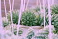 Sedum burro tail in flower garden