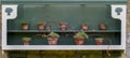 Sedum cactus in old victorian plant pot Royalty Free Stock Photo