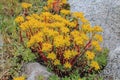 ÃÅ¾Sedum cauliflower lat. SÃÂ©dum ÃÂ¡cre of the genus Sedum of the family Crassulaceae. Royalty Free Stock Photo