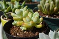 Sedum Clavatum Succulent Plant