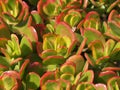 Sedum