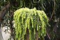 Sedum Donkey`s tail / morganianum