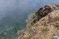 Sedum and dry grass covered rocky bluff on the edge of Saanich Inlet in August