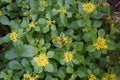 Sedum ellacombianum, family Crassulaceae, creates mounds of shiny, bright green leaves. Masses of bright lemon-yellow flowers.