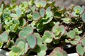 Hylotelephium ewersii. Pink mongolian stonecrop. Sedum ewersii green succulent plant
