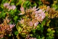 Sedum false,Sedum spurium Purpurea. Decorative garden plant with pink flowers Royalty Free Stock Photo