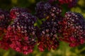 Sedum flowers and frost in autumn garden Royalty Free Stock Photo