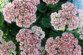 Sedum flowers