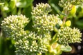 Sedum green flowers, Autumn Joy from the Crassulaceae botanic family Royalty Free Stock Photo